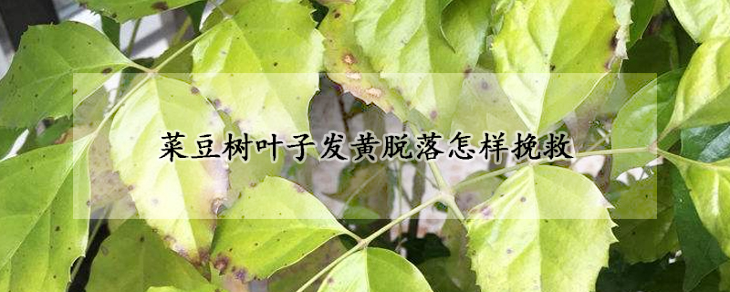 菜豆樹(shù)葉子發(fā)黃脫落怎樣挽救