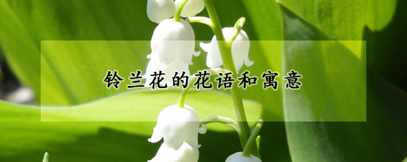 鈴蘭花的花語(yǔ)和寓意