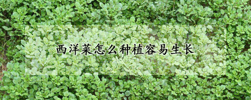 西洋菜怎么種植容易生長(zhǎng)