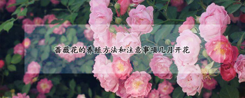 薔薇花的養(yǎng)殖方法和注意事項(xiàng)幾月開花