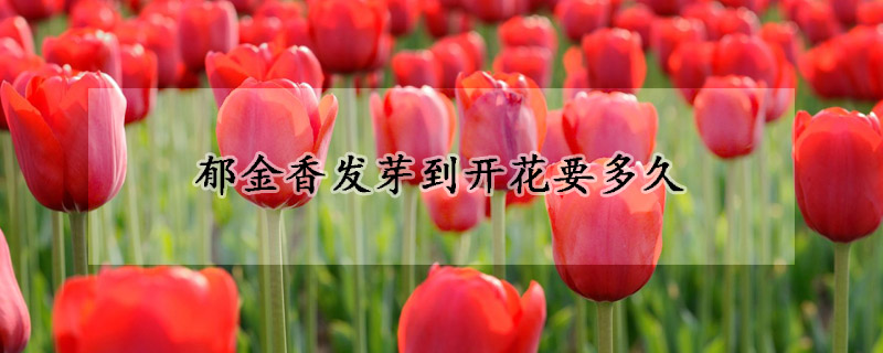 郁金香發芽到開花要多久