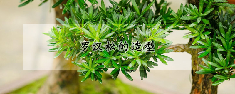 羅漢松的造型