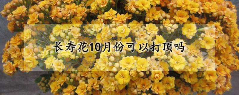 長壽花10月份可以打頂嗎