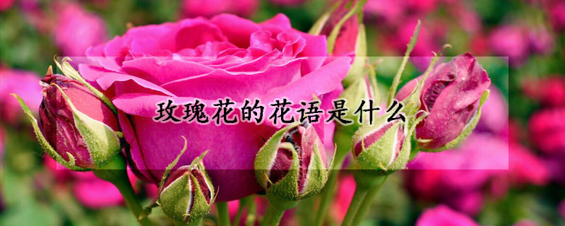 玫瑰花的花語(yǔ)是什么