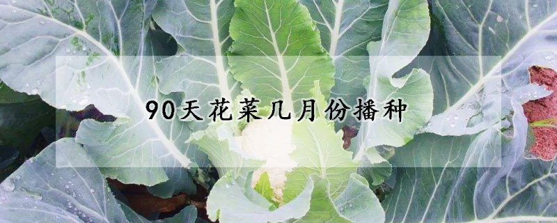 90天花菜幾月份播種