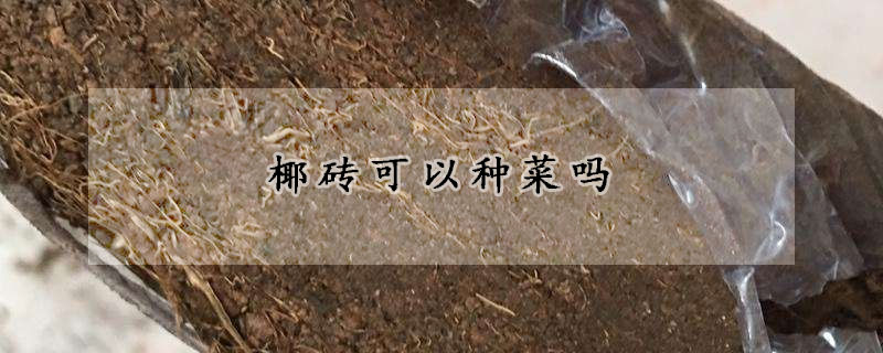 椰磚可以種菜嗎