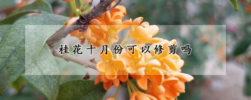 桂花十月份可以修剪嗎