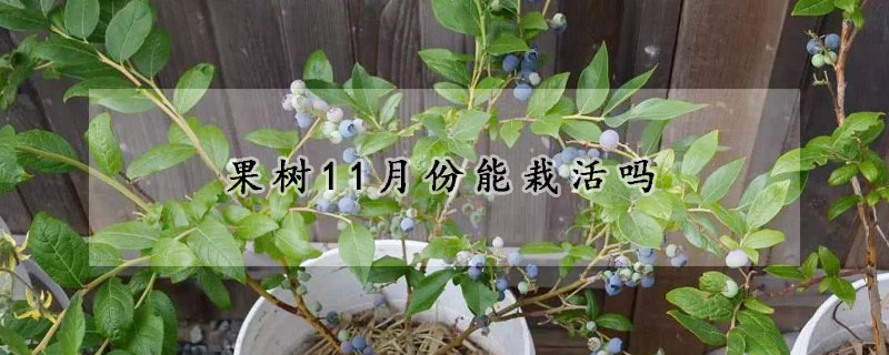 果樹11月份能栽活嗎