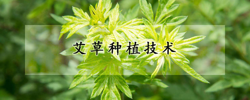 艾草種植技術