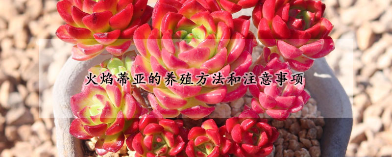 火焰蒂亞的養(yǎng)殖方法和注意事項(xiàng)