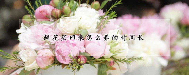 鮮花買回來怎么養(yǎng)的時(shí)間長(zhǎng)