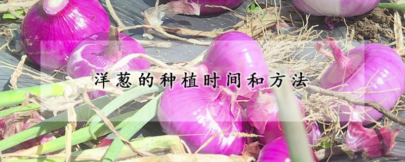 洋蔥的種植時間和方法