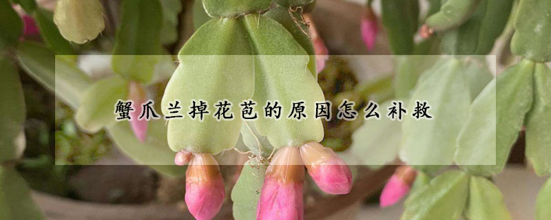 蟹爪蘭掉花苞的原因怎么補救