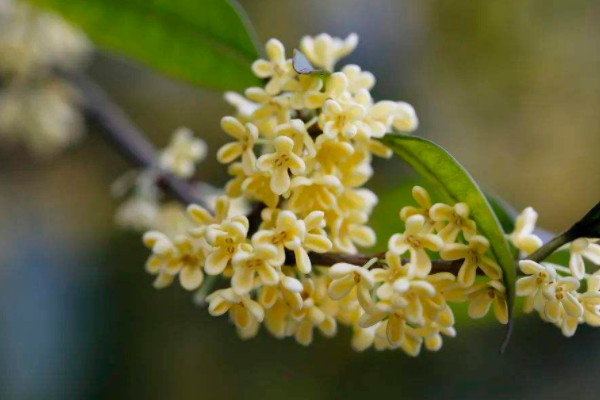 名貴桂花品種排名 最名貴的桂花樹品種