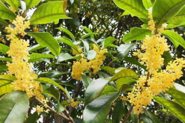 名貴桂花品種排名 最名貴的桂花樹品種