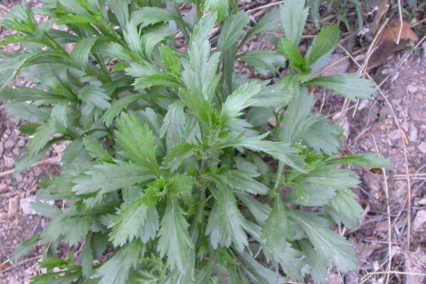 預報天氣的十種植物 預報天氣的植物有哪些