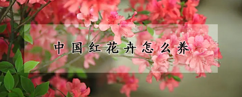 中國(guó)紅花卉怎么養(yǎng)