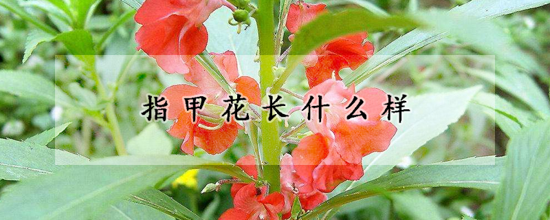 指甲花長什么樣