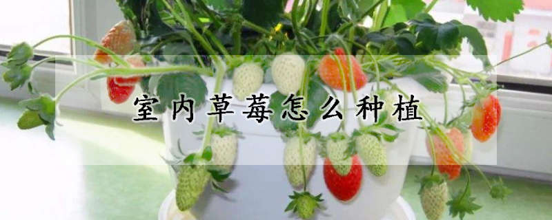 室內草莓怎么種植