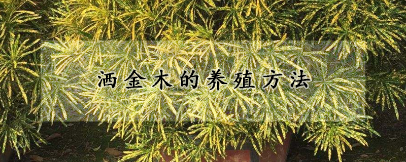 灑金木的養(yǎng)殖方法