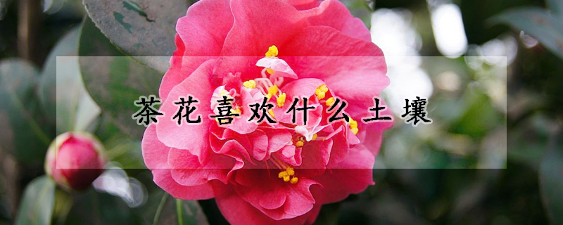 茶花喜歡什么土壤