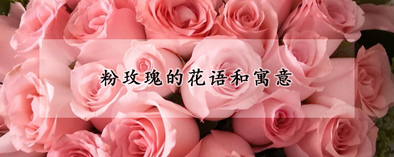 粉玫瑰的花語(yǔ)和寓意