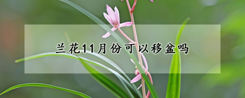 蘭花11月份可以移盆嗎