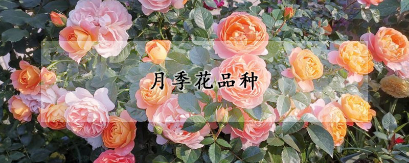 月季花品種