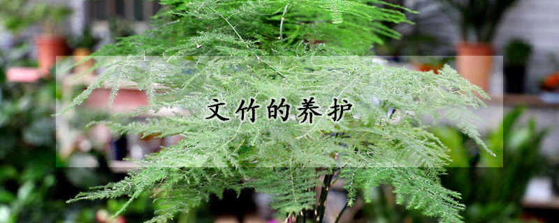 文竹的養(yǎng)護(hù)