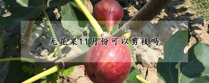 無花果11月份可以剪枝嗎