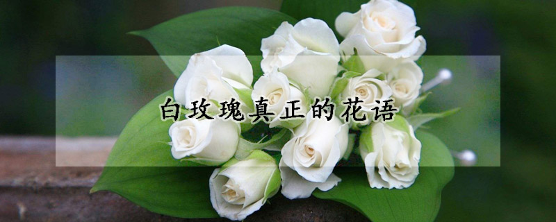 白玫瑰真正的花語(yǔ)