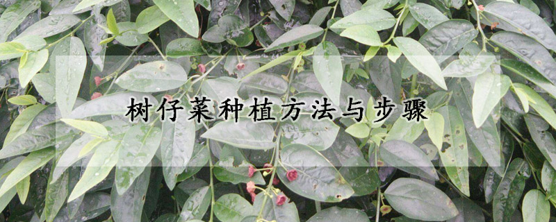 樹仔菜種植方法與步驟