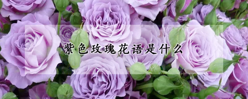 紫色玫瑰花語是什么