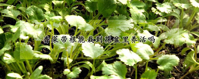 香菜帶根能栽到花盆里養(yǎng)活嗎