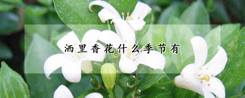 灑里香花什么季節(jié)有