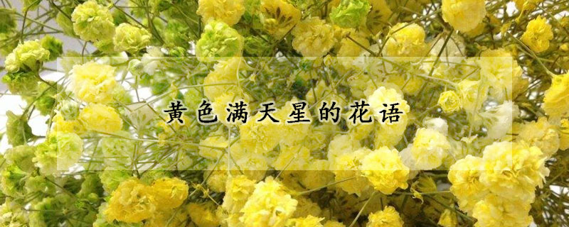 黃色滿天星的花語