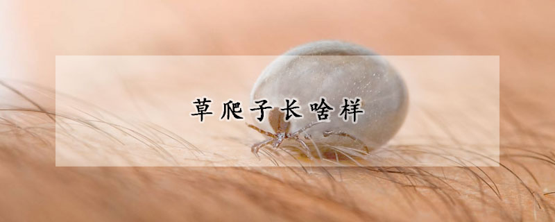 草爬子長(zhǎng)啥樣