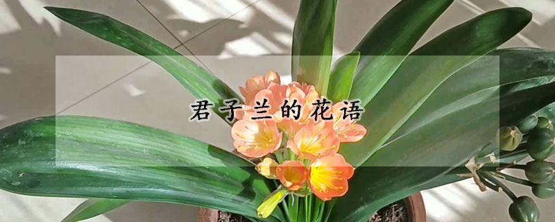 君子蘭的花語