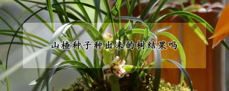 蘭花分株的正確方法