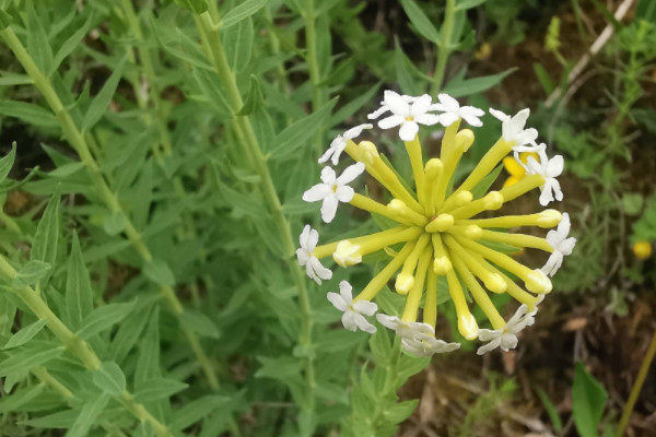 農(nóng)田常見100種雜草圖譜 農(nóng)田常見的雜草有哪些