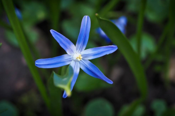 世界上最美藍色的花 世界上什么藍色花最美