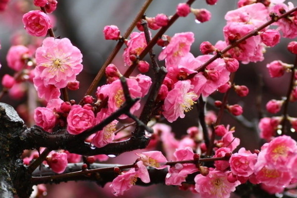 中國十大名花 中國十大名花是什么