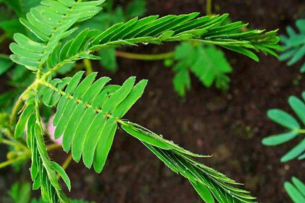 與眾不同的植物有哪些 不一樣的植物