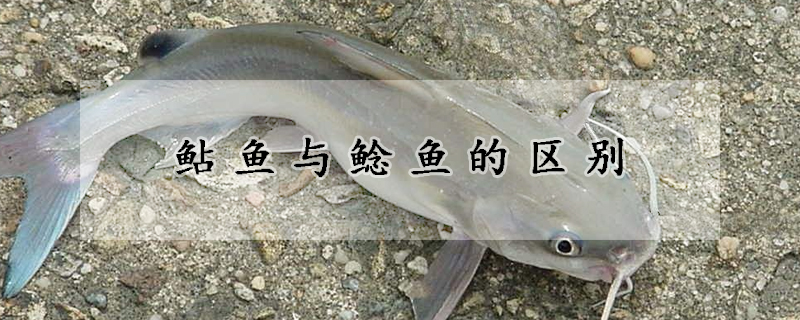 鲇魚(yú)與鯰魚(yú)的區(qū)別