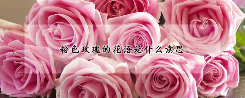 粉色玫瑰的花語(yǔ)是什么意思