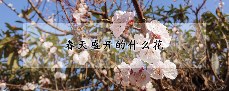 春天盛開(kāi)的什么花