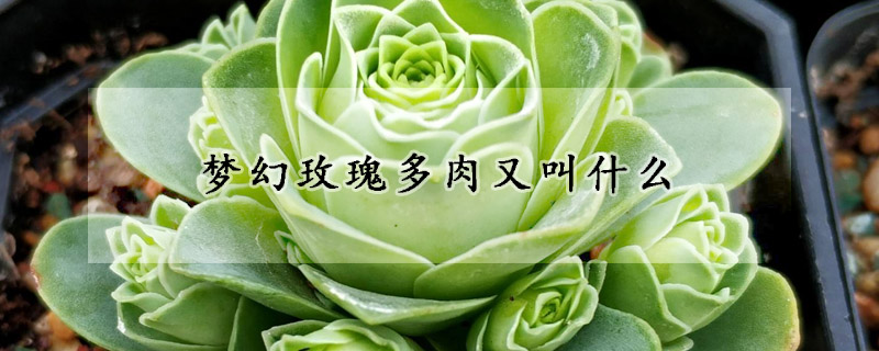 夢幻玫瑰多肉又叫什么