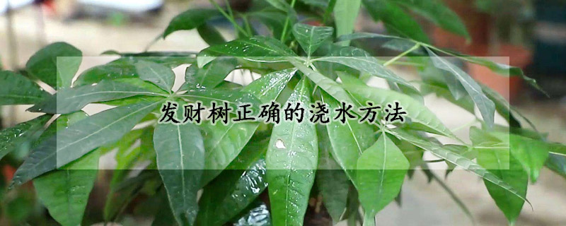 發財樹正確的澆水方法