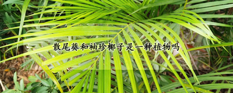 散尾葵和袖珍椰子是一種植物嗎