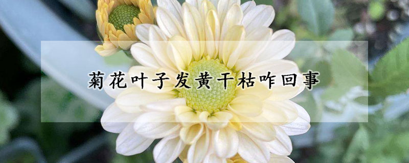 菊花葉子發黃干枯咋回事